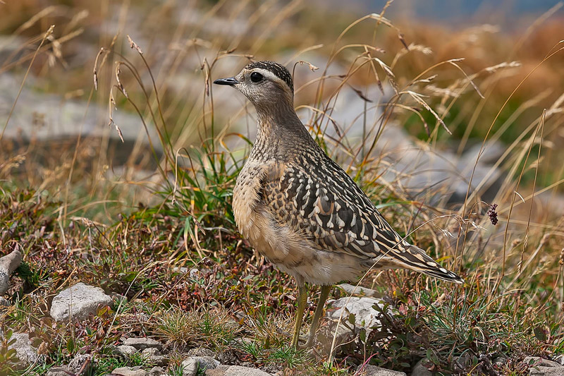 Piviere tortolino (Charadrius morinellus)